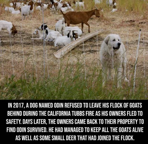 fauna - In 2017, A Dog Named Odin Refused To Leave His Flock Of Goats Behind During The California Tubbs Fire As His Owners Fled To Safety. Days Later, The Owners Came Back To Their Property To Find Odin Survived. He Had Managed To Keep All The Goats Aliv