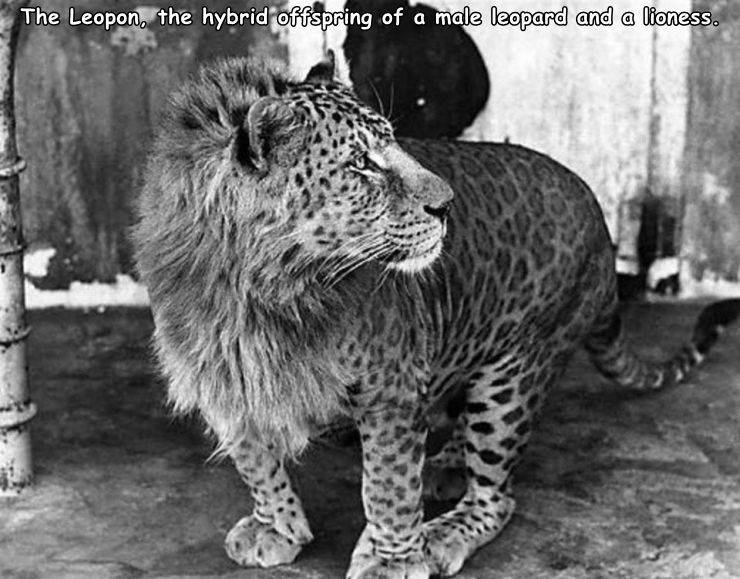 leopons real - The Leopon, the hybrid offspring of a male leopard and a lioness.