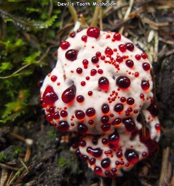 bleeding tooth mushroom - Devil's Tooth Mushroom