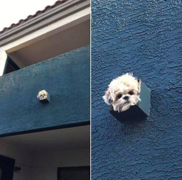 funny pics and random photos - dog peaking out vent shaft
