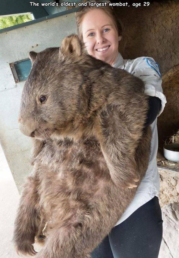 funny pics and random photos - large wombat - The world's oldest and largest wombat, age 29