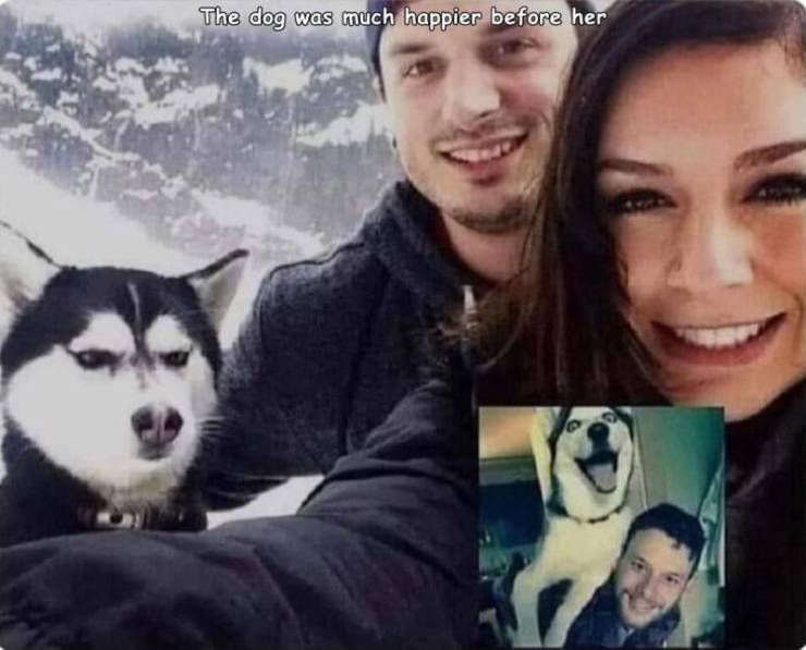 jealous husky meme - The dog was much happier before her