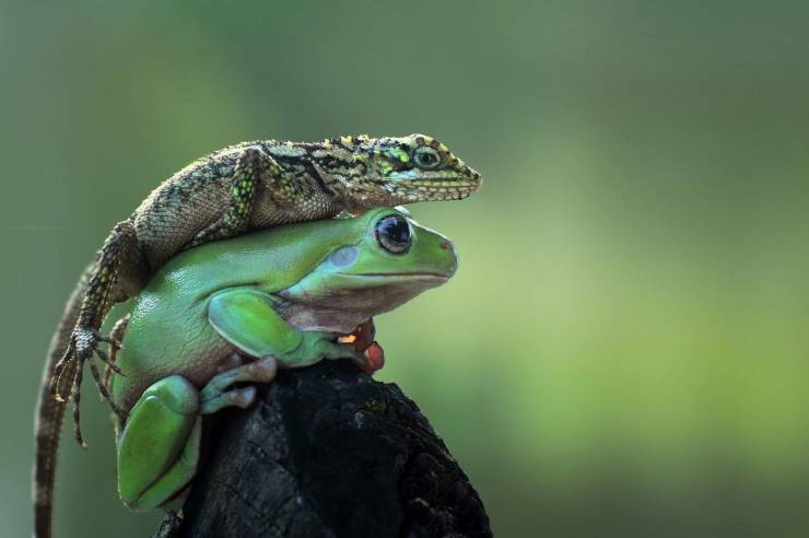 frog and lizard