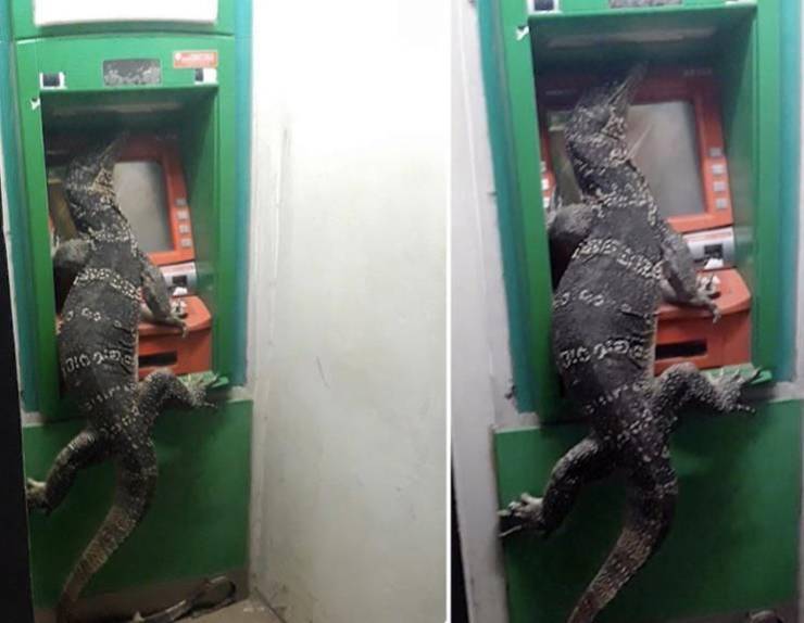 monitor lizard bangkok atm - Si e Utc 03 ng