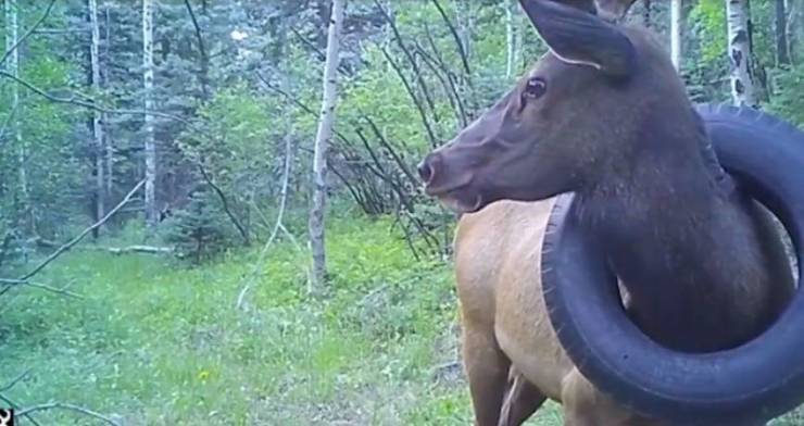 elk with tire around neck