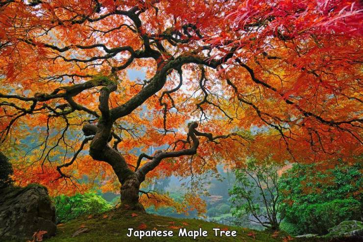 cool trees - Japanese Maple Tree