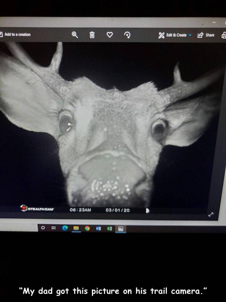 video - Add to a creation Edit & Create 2 Stealthcam Am 030120 "My dad got this picture on his trail camera."
