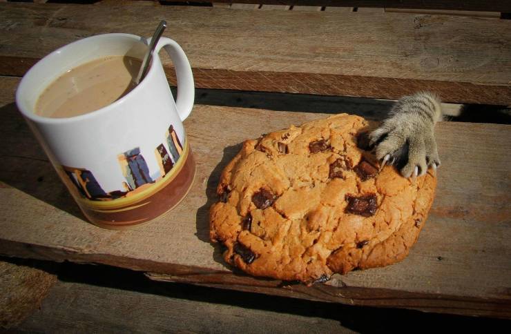 cat and cookie