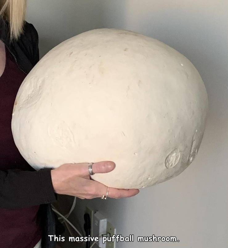 head - This massive puffball mushroom.
