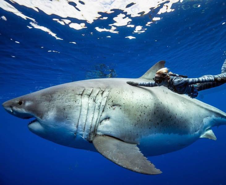 random pics - biggest great white shark