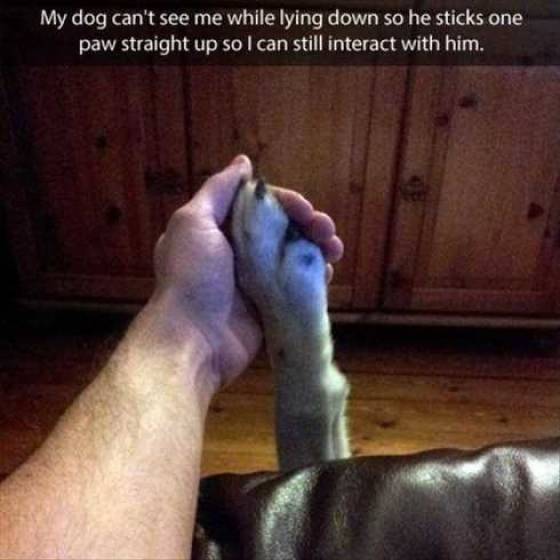 funny memes and pics - penis sticks straight up - My dog can't see me while lying down so he sticks one paw straight up so I can still interact with him.