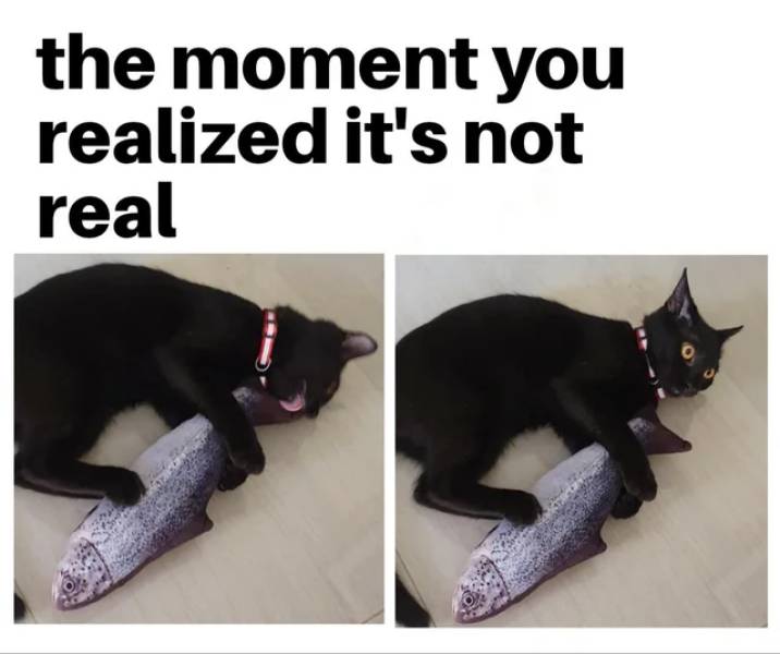 funny memes and pics - black cat - the moment you realized it's not real