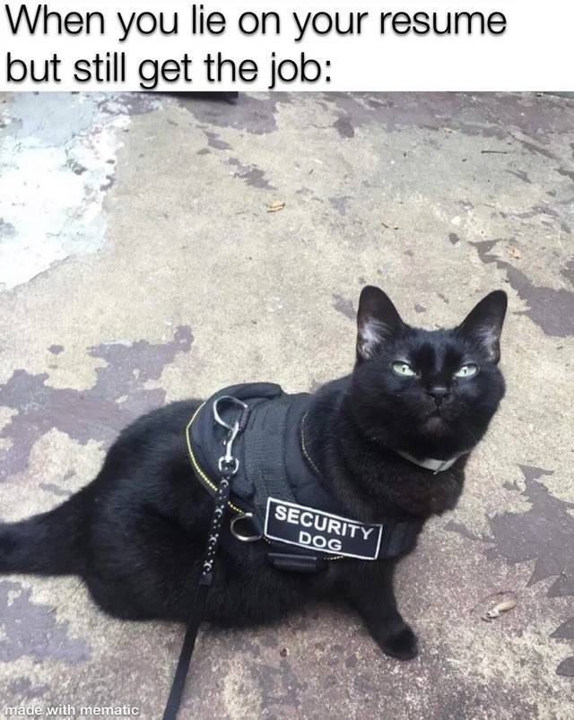 funny memes and pics - security dog cat - When you lie on your resume but still get the job Security Dog made with mematic