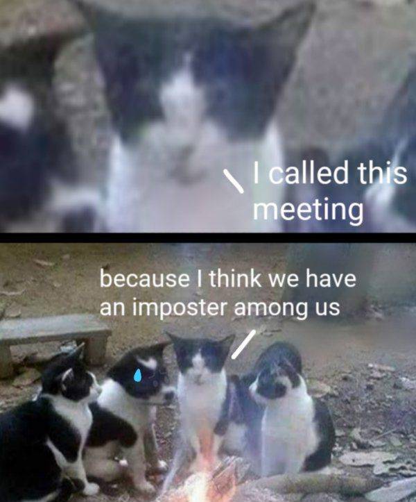 funny memes and pics - undercover agent meme - I called this meeting because I think we have an imposter among us