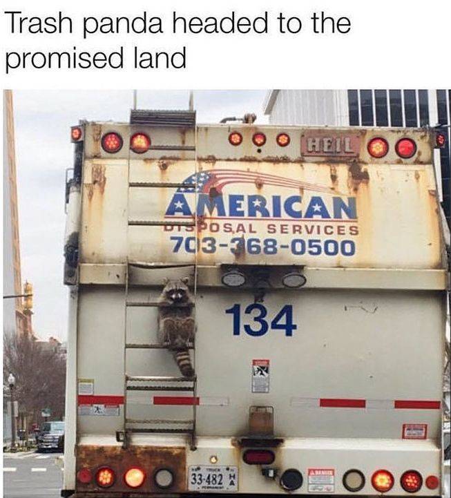 funny memes and pics - raccoon on garbage truck - Trash panda headed to the promised land Hoe O O O Heil American Disposal Services 7033680500 134 33482
