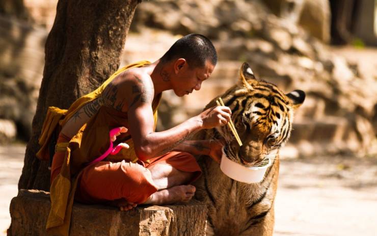 monk feeding tiger -