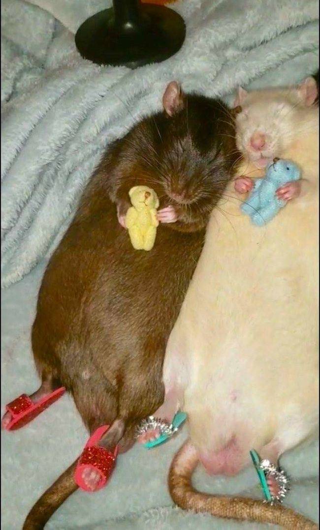 rats with slippers