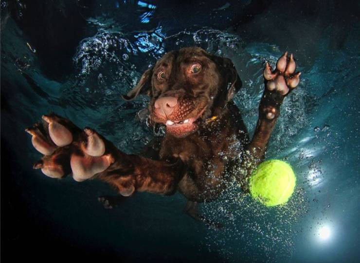 underwater chocolate labrador