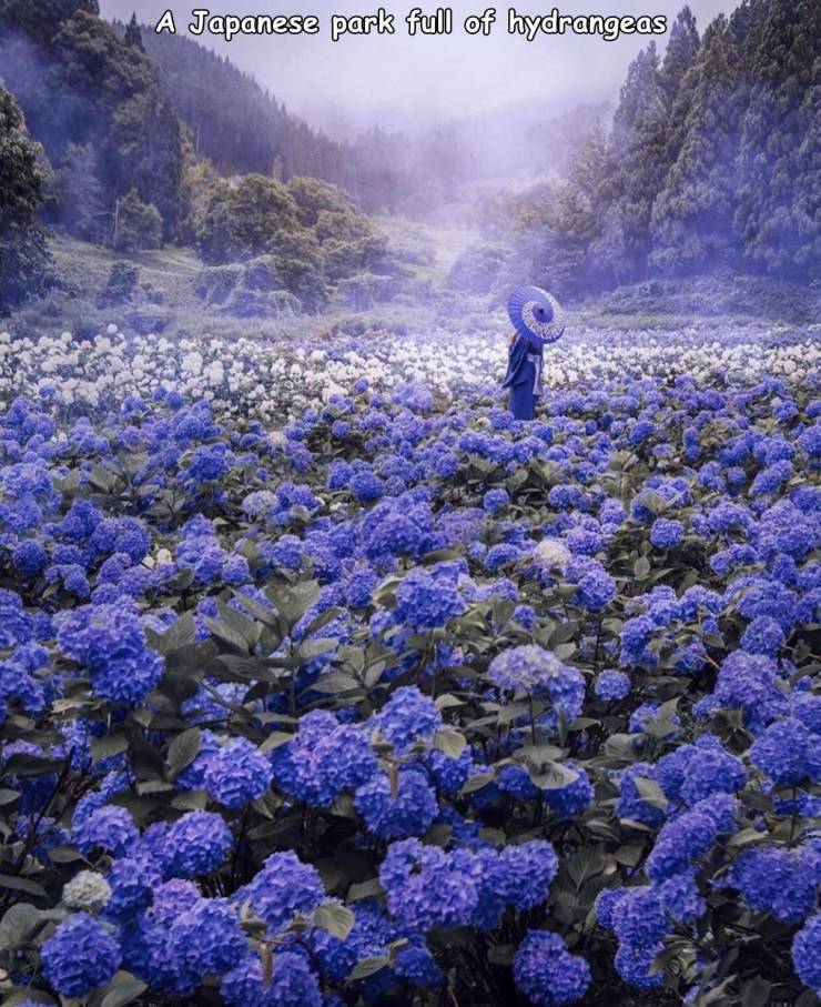 enchanted hydrangea forest japan - A Japanese park full of hydrangeas