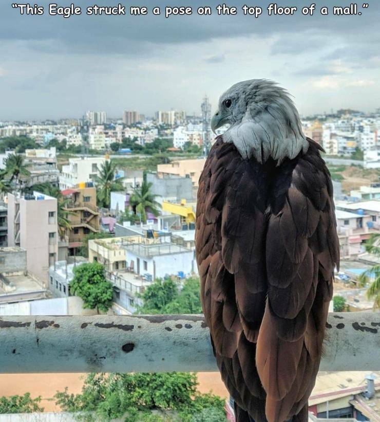 fauna - "This Eagle struck me a pose on the top floor of a mall."