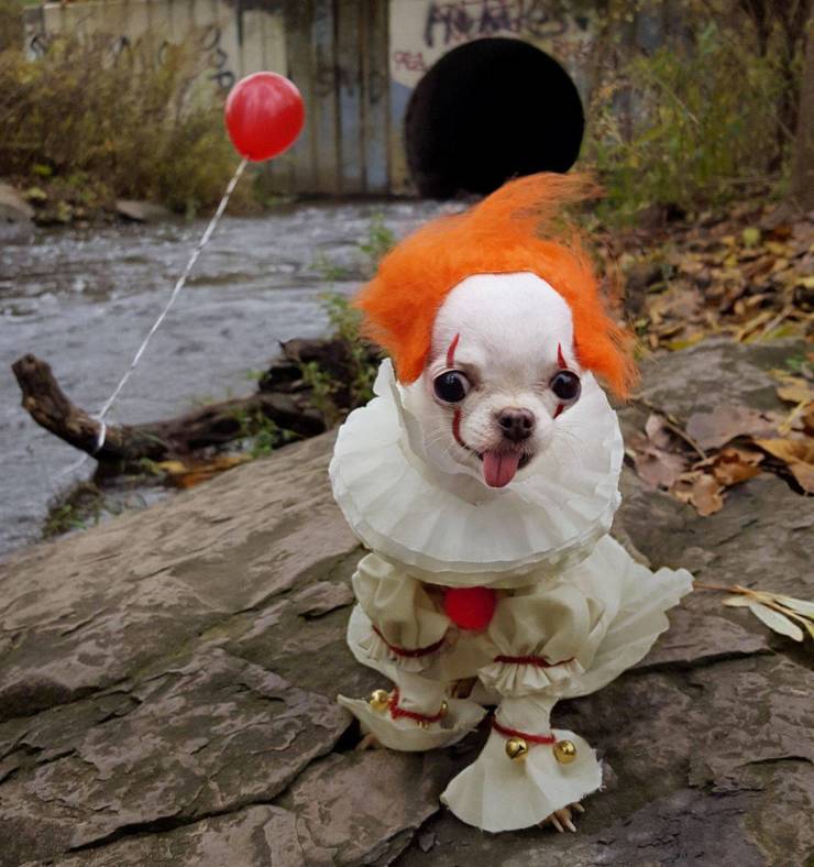 pennywise dog