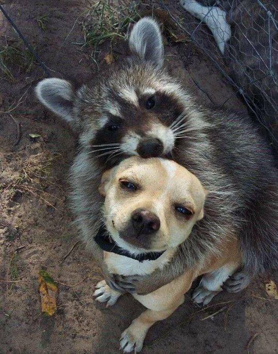 funny raccoon