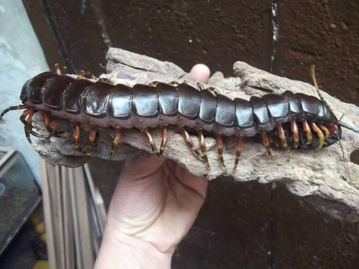 goliath centipede