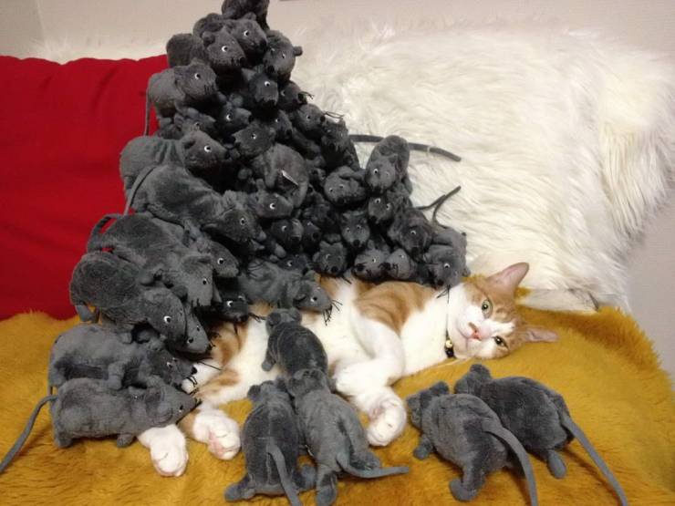 stacking things on cats