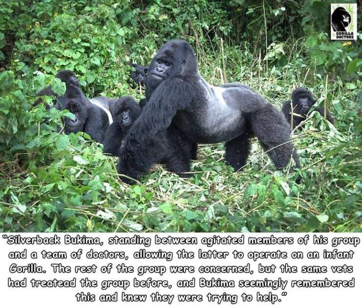 fauna - Gorilla Doctors Wi "Silverback Bukima, standing between agitated members of his group and a team of doctors, allowing the latter to operate on an infant Gorilla. The rest of the group were concerned, but the same vets had treatead the group before