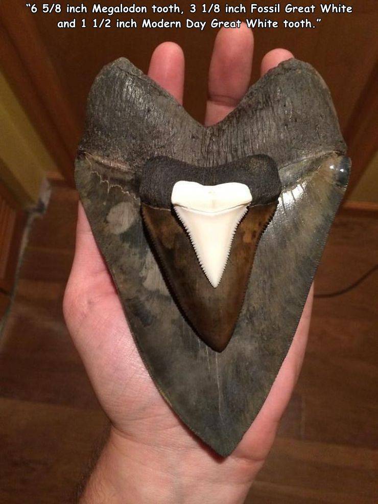 wtf xd - "6 58 inch Megalodon tooth, 3 18 inch Fossil Great White and 1 12 inch Modern Day Great White tooth."