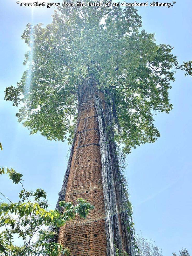 tree coming out of a abandoned chimney - "Tree that grew from the inside of an abandoned chimney."