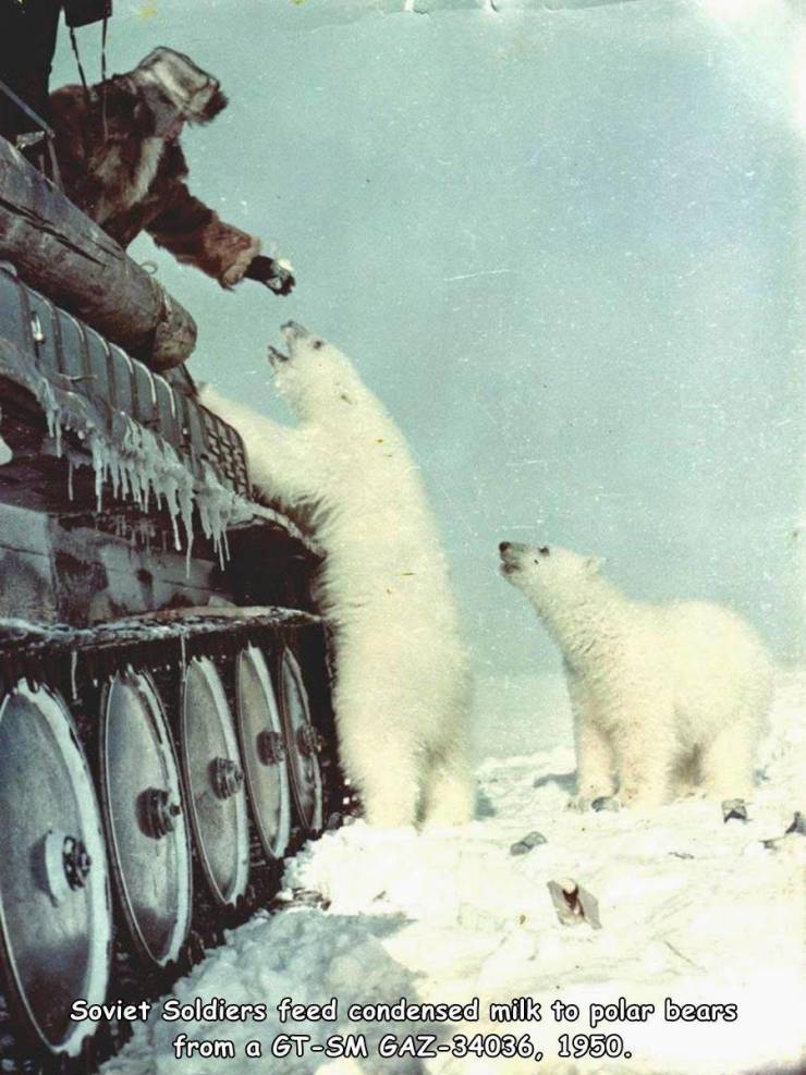 badass polar bear - Soviet Soldiers feed condensed milk to polar bears from a GtSm Gaz34036, 1950.