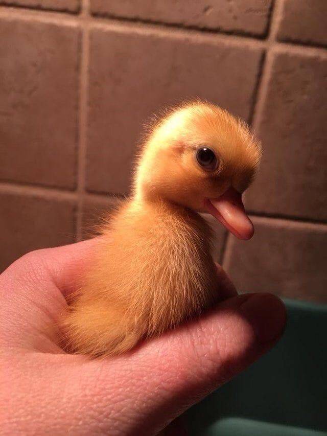 cutest ducks in the world