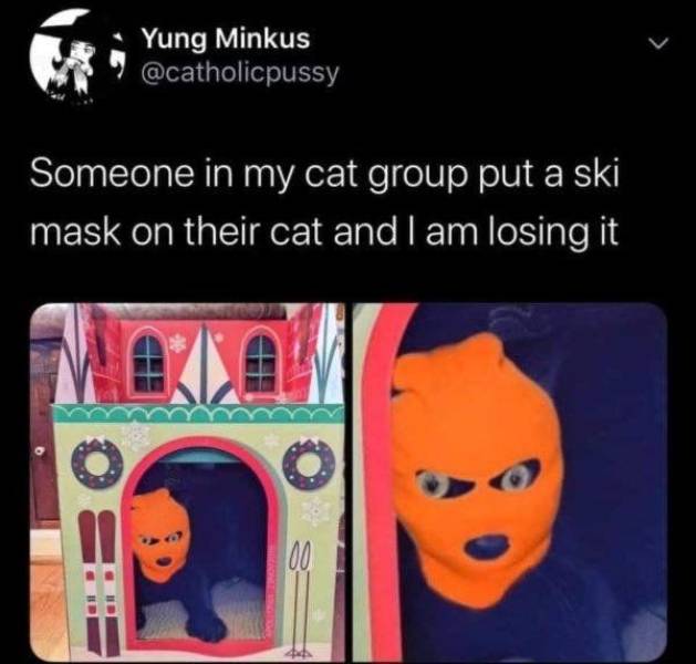 funny meme - Someone in my cat group put a ski mask on their cat and I am losing it