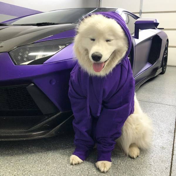 funny meme - dog wearing purple hoodie the same color as purple sports car