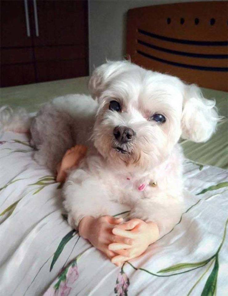 funny meme - dog with folded human hands