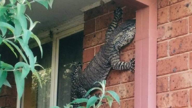 big lizard australia