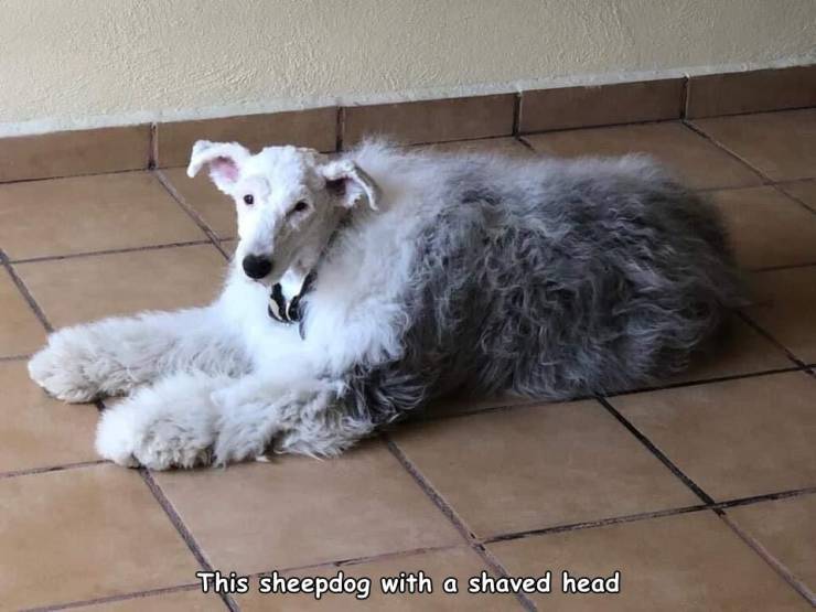 sheepdog with just head shaved - This sheepdog with a shaved head