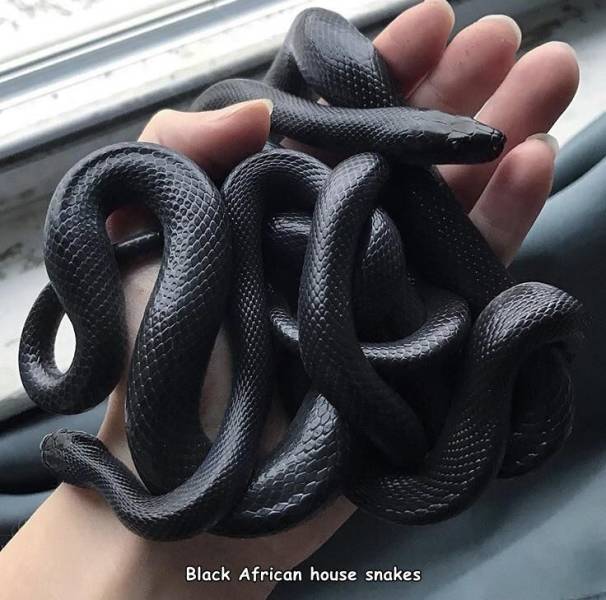 serpent - Black African house snakes