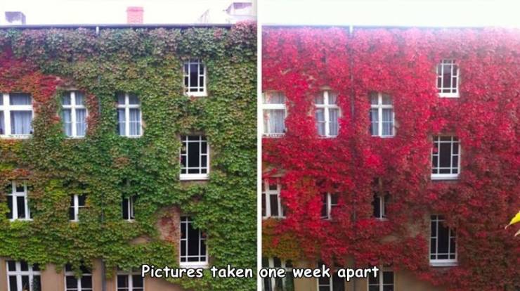 before and after photos nature - ttt i Hai Pictures taken one week apart