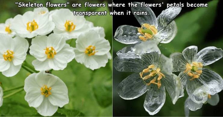 skeleton flower - "Skeleton flowers" are flowers where the flowers' petals become transparent when it rains.