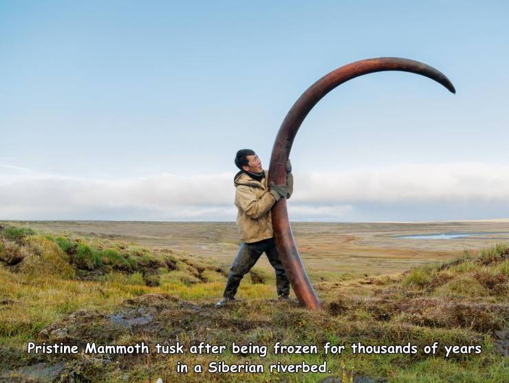 mammoth tusks siberia - Pristine Mammoth tusk after being frozen for thousands of years in a Siberian riverbed.