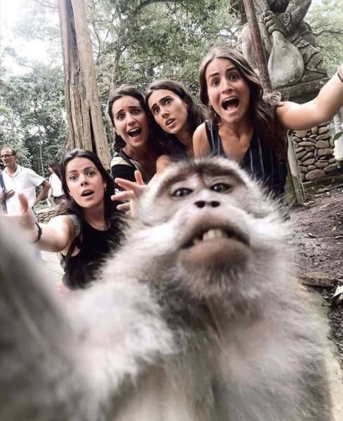 bali monkey selfie