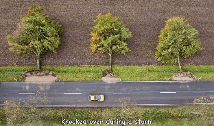 trees uprooted - Knocked over during a storm