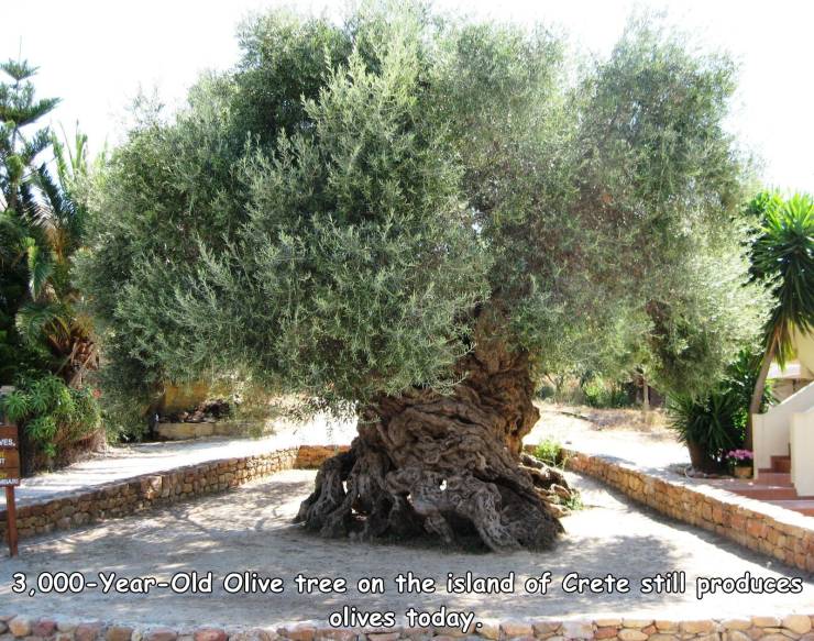 2000 year old olive tree greece - Wes. 3,000YearOld Olive tree on the island of Crete still produces olives today.