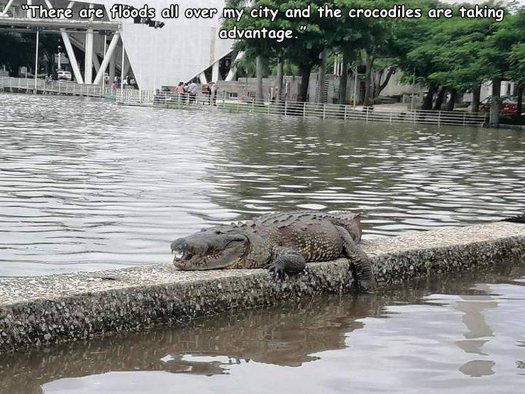 Villahermosa - "There are floods all over my city and the crocodiles are taking advantage.