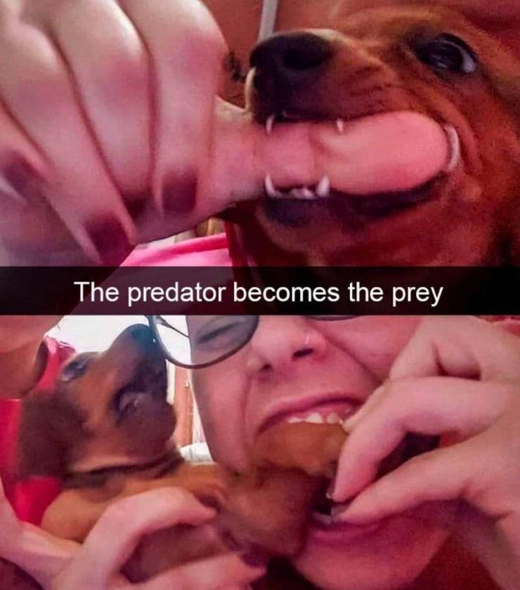 photo caption - The predator becomes the prey