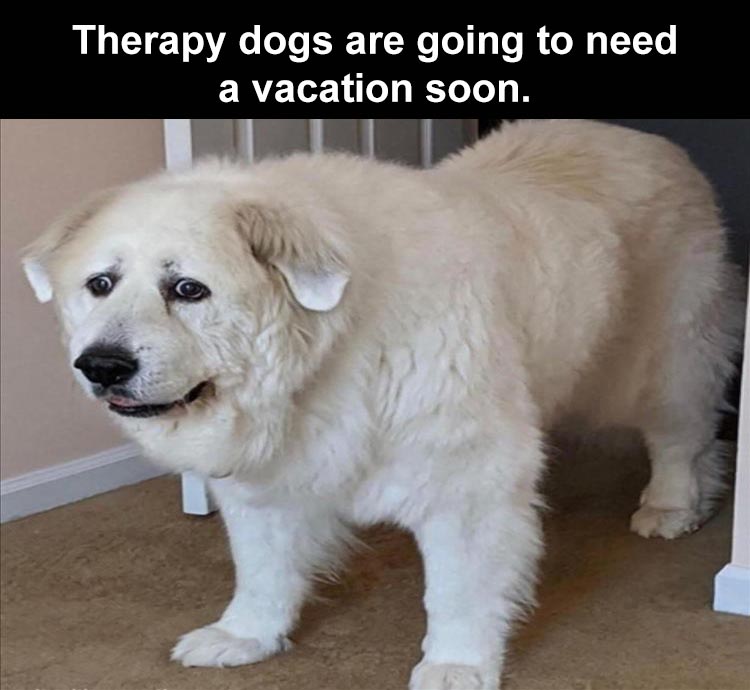dog - Therapy dogs are going to need a vacation soon.