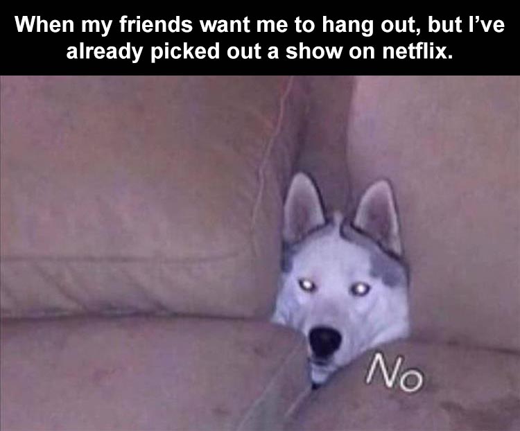 introvert meme funny animal friends - When my friends want me to hang out, but I've already picked out a show on netflix. No