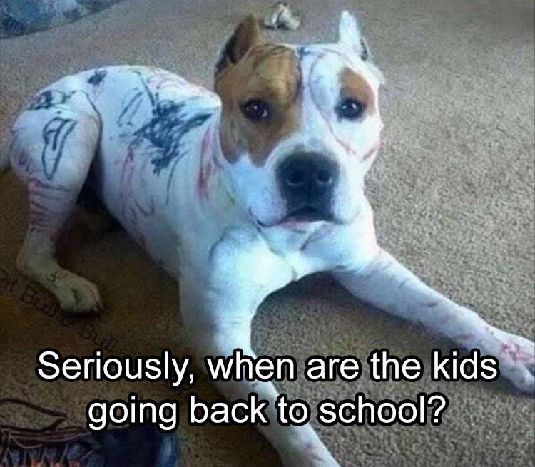 kids going back to school dog meme - Seriously, when are the kids going back to school? A